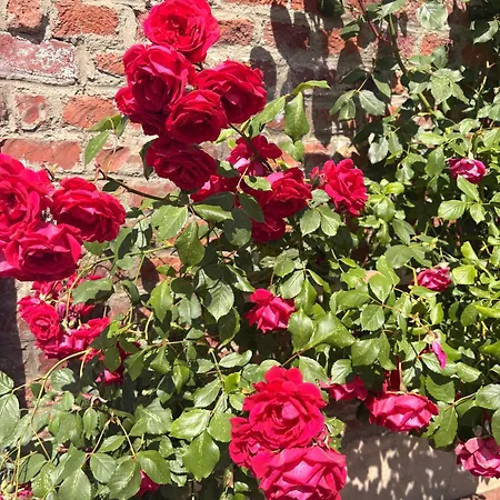 La Rose De Country house *